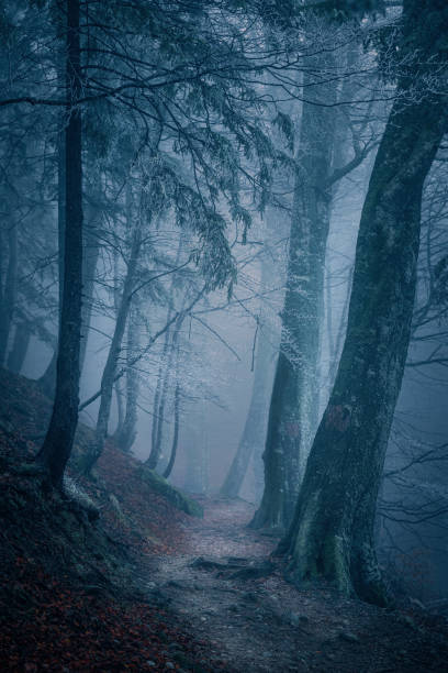istock Beginning of winter in a forest, during a freezing rain mixed with snowfall 1355442835