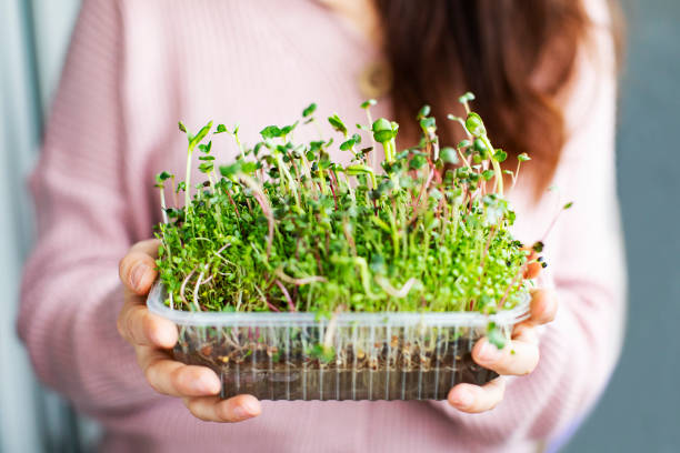 istock Young woman growing microgreens at home 1355443797