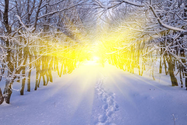 Wonderful winter forest sun rays shines trough the needles