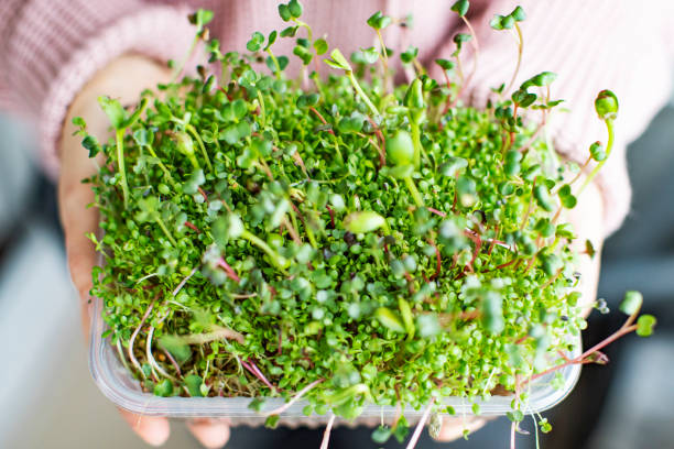 istock Young woman growing microgreens at home 1355443917