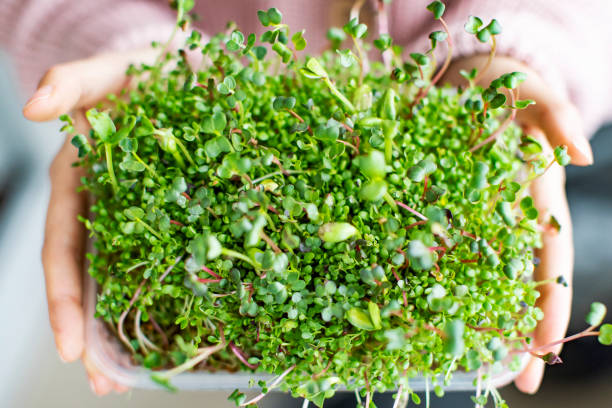 istock Young woman growing microgreens at home 1355443925