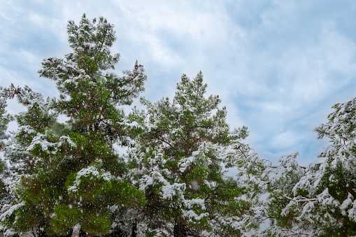 Winter snowfall on the branches and leaves of some pine trees in the Canterac park of Valladolid, Spain