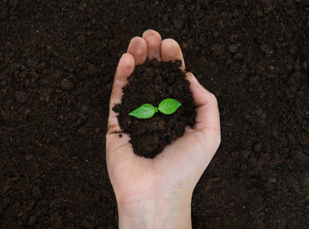 istock Handful of soil with a young plant 1355445853