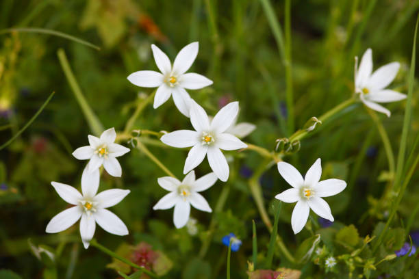 istock Star of Bethlehem flower closeup 1355448747