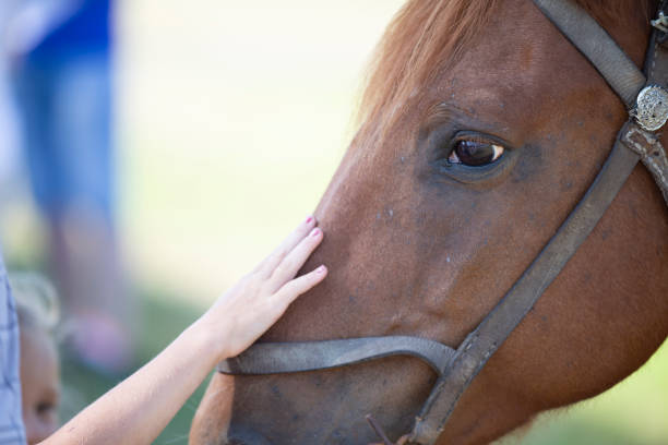 Close-up of a man's hand stroking the face of a horse. Close-up of a man's hand stroking the face of a horse. co dependent relationship stock pictures, royalty-free photos & images