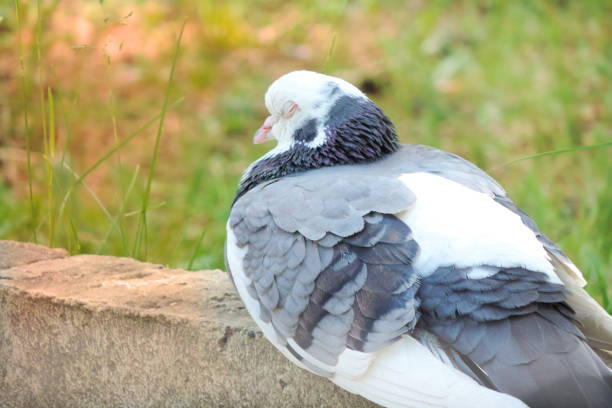 Pigeon bird with closed eyes