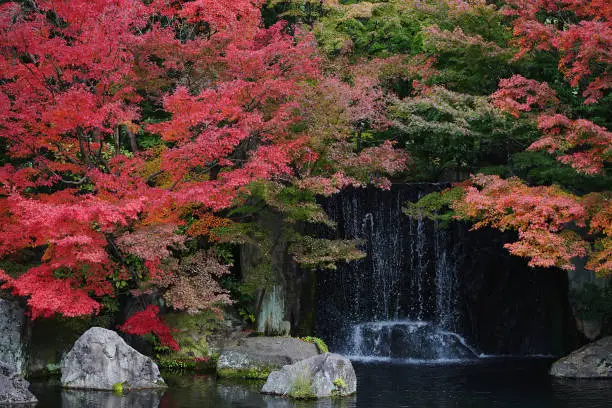 Small waterfall and beautiful red maple leaves in the Autumn season of Japan.