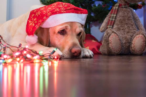 istock A dog waiting for Santa Claus 1355451524