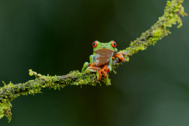 istock Red eyed tree frog in Costa Rica. 1355455228