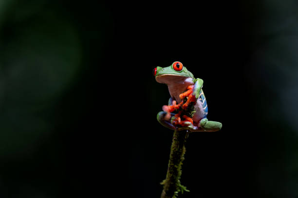 istock Red eyed tree frog in Costa Rica. 1355455341