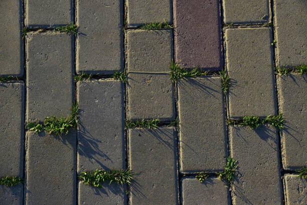 istock Paving slabs and sprouting grass in the setting sun 1355456991