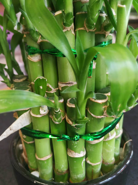istock bamboo decorative bush related green pot background 1355459654