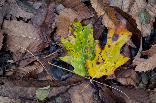 Dry leaves in the undergrowth during autumn.