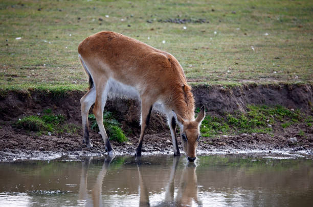 istock Kafue Lechwe grazing by a water hole 1355461710