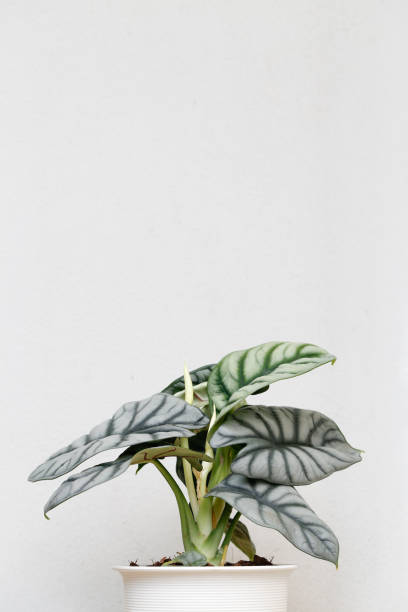 istock Alocasia silver dragon on white background with copy space 1355462082