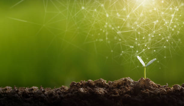 istock Planting trees to grow in the soil 1355463405