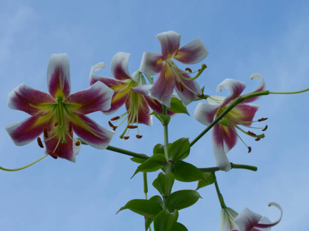 istock Lily flowers on a blue sky background. Flowers close-up. 1355465516