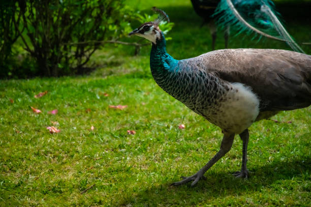 istock Female Peacock. Beautiful peacock. Colorful bird 1355466958