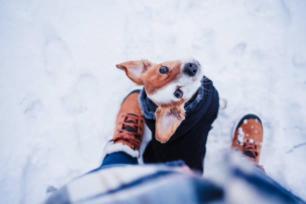 top view of cute jack russell dog wearing coat standing by owner legs on snowy landscape during winter, hiking and adventure with pets concept stock photo