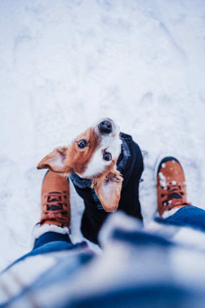 beautiful jack russell dog wearing coat standing by owner legs on snowy landscape during winter, hiking and adventure with pets concept. Top view stock photo