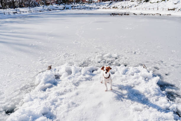 Photo of cute small jack Russell dog standing on snowy pier during winter by frozen lake. Pets outdoors in nature