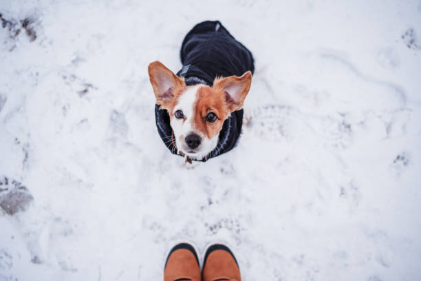 istock unrecognizable female feet boots walking on snowy landscape during winter. cute small hack russell dog wearing coat besides.hiking concept, top view 1355467838