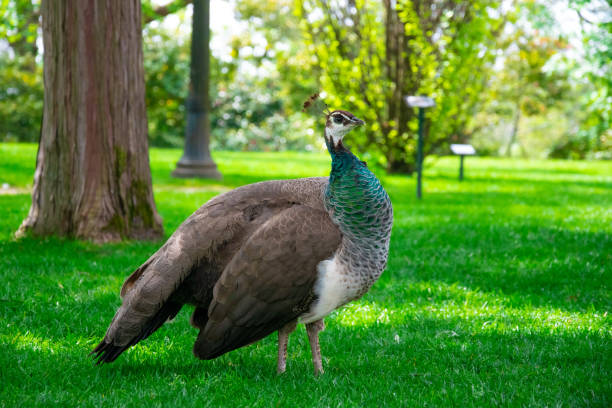 istock Female Peacock. Beautiful peacock. Colorful bird 1355468453