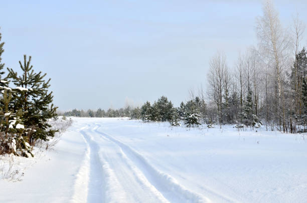 Snowy Road in Winter Forest. Awesome winter landscape. A snow-covered path among the trees in the wild forest.