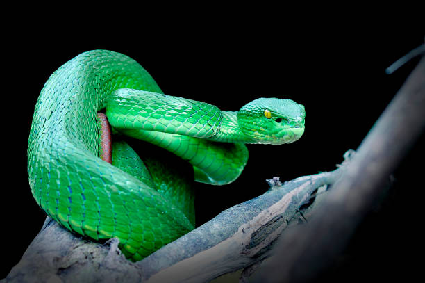 istock Trimeresurus Albolabris 1355469884