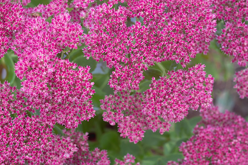 Bright inflorescences of the pink stonecrop plant on the plant in autumn.