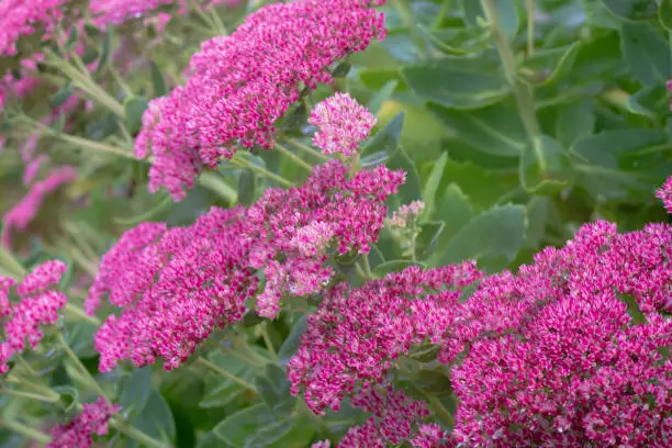 Bright inflorescences of the pink stonecrop plant on the plant in autumn.