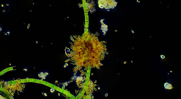 Micro organisms colony of Diatoms  on plant Algae stock photo