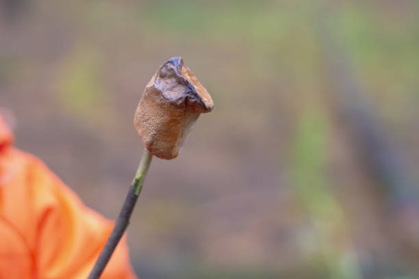 The winged seed, blowing in the wind.