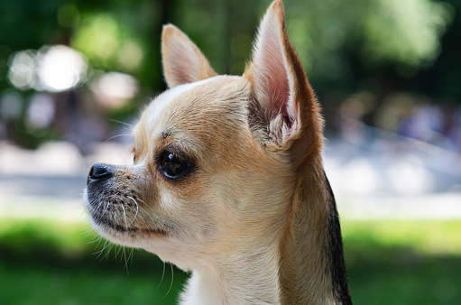 chihuahua dog head in nature, blurred background in green tones.
