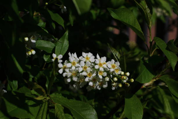 istock Bird cherry tree blooming flowers and light green leaves 1355474590