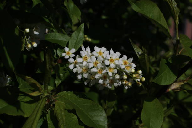 istock Bird cherry tree blooming flowers and light green leaves 1355474890