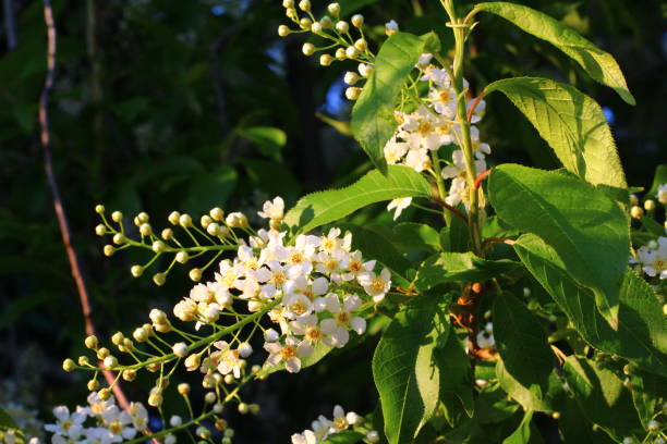 istock Bird cherry tree blooming flowers and light green leaves 1355476128