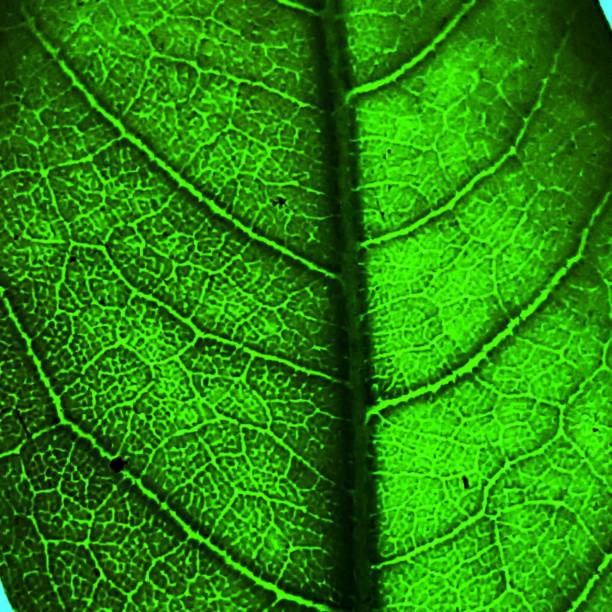 istock Leaf vien texture stock photo 1355477436