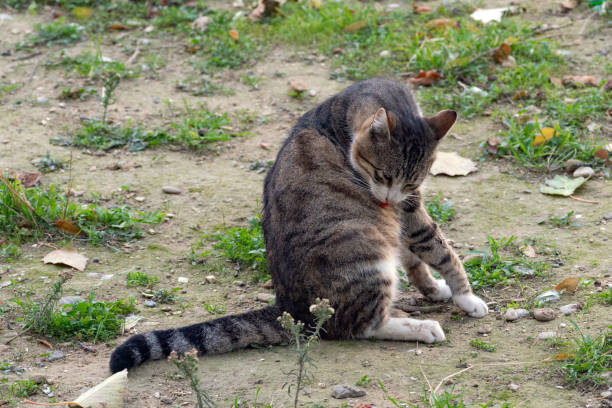 istock Beautiful gray cat in the garden 1355477721