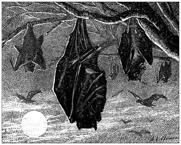 Antique illustration: bats Antique illustration: bats vampire illustrations stock illustrations