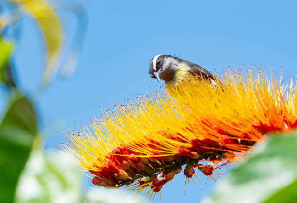 A small Bananaquit, Coereba flaveola, feeding on a Combretum flower Yellow and Black Bananaquit perching on a tropical Combretum flower in a garden with blue sky in the background. animal banana bird eating stock pictures, royalty-free photos & images