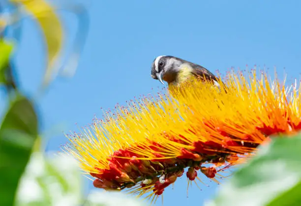 Yellow and Black Bananaquit perching on a tropical Combretum flower in a garden with blue sky in the background.