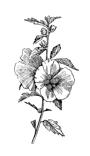 Antique illustration: Hibiscus syriacus