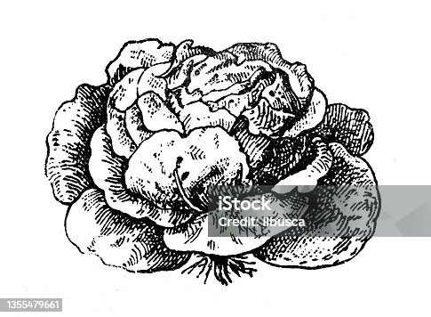 istock Antique illustration: Lettuce 1355479661