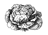 istock Antique illustration: Lettuce 1355479661