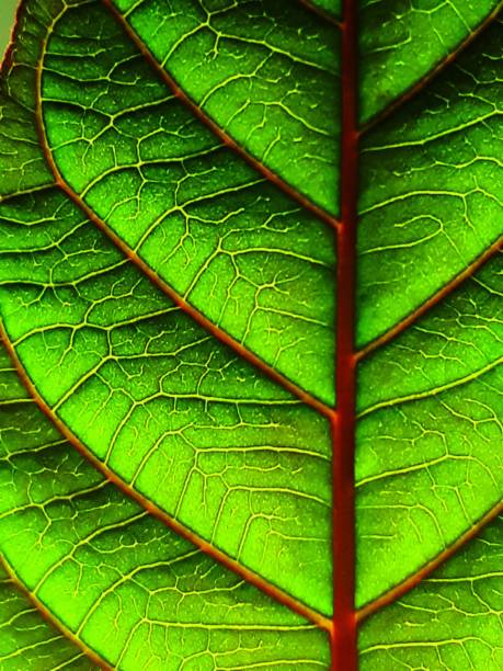 istock Leaf vien texture stock photo 1355479751