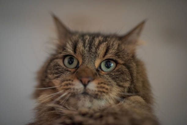 istock Tabby brown gray cat with long ears and green eyes 1355480306
