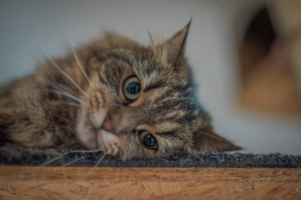 istock Tabby brown gray cat with long ears and green eyes 1355480377