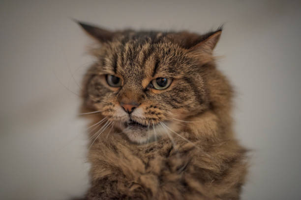 istock Tabby brown gray cat with long ears and green eyes 1355480409