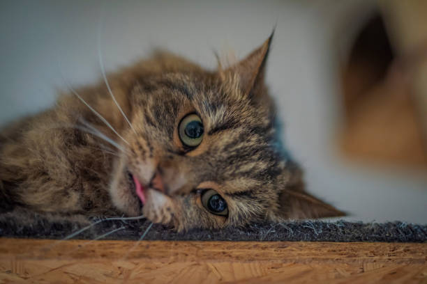 istock Tabby brown gray cat with long ears and green eyes 1355480413